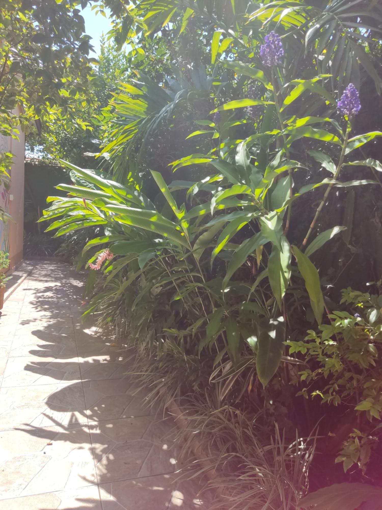 Recanto Toca Das Plantas De Ilhabela I Cameră foto