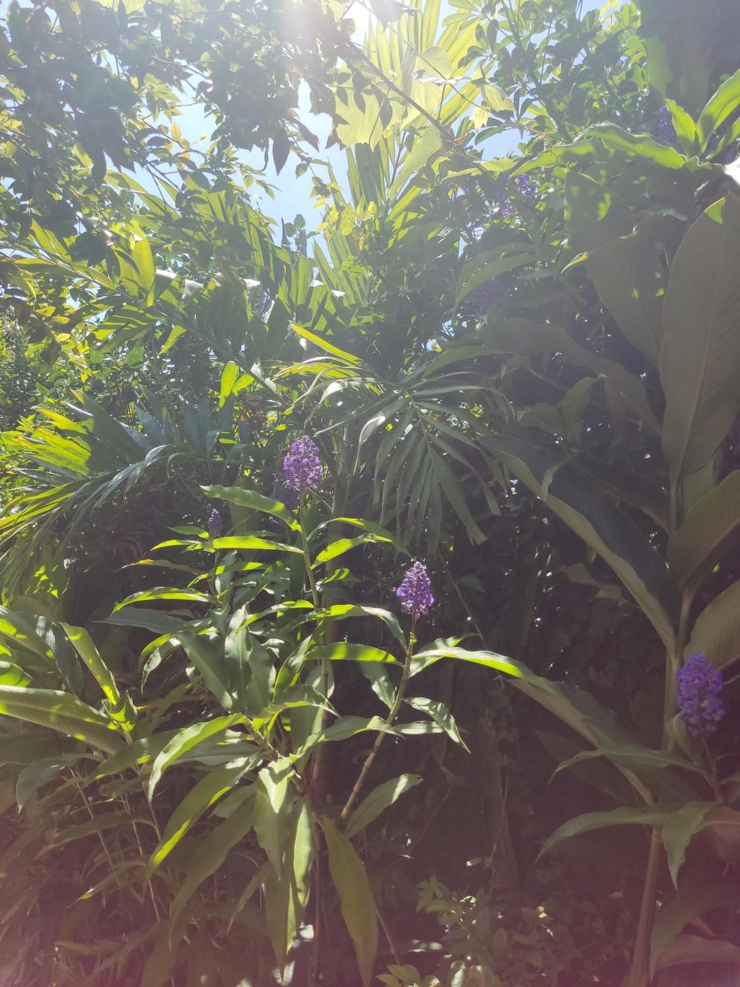 Recanto Toca Das Plantas De Ilhabela I Cameră foto