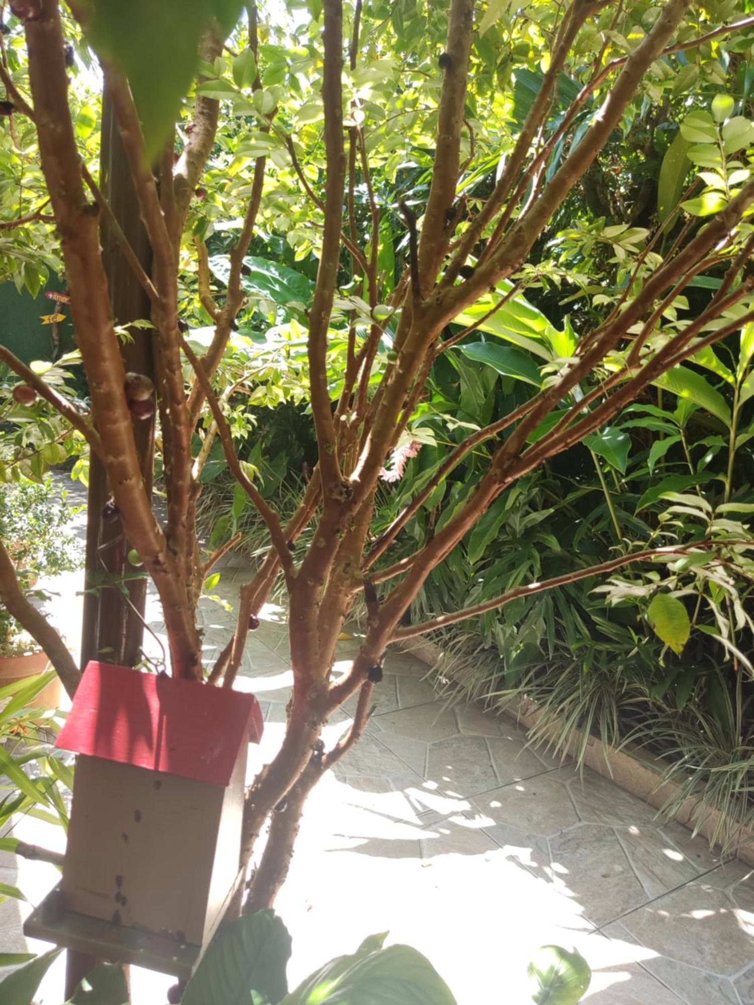 Recanto Toca Das Plantas De Ilhabela I Cameră foto